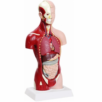 imagem Torso 28cm Assexuado com 14 Partes