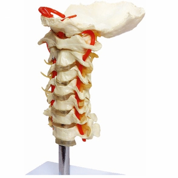 imagem Coluna Vertebral Cervical